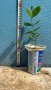 Ананасова Гуава, Фейхоа, Feijoa (Acca) sellowiana, растения и семена, снимка 10