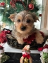 Мъжко йорки супер подарък , снимка 4