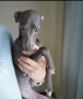 Продавам кученца италианска хрътка, снимка 7