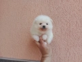 Бели Померани. Реални снимки !!! , снимка 7