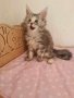 Чистокръвно котенце от породата Мейн Куун, снимка 1 - Мейн кун - 44143583