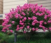 Лагерстремия - индийски люляк Налични 6 цвята , снимка 3