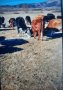 Продавам Бремени крави , снимка 1 - Крави - 44354766