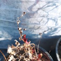 Spiraea japonica 'Anthony Waterer' Спирея 'Anthony Waterer', снимка 6 - Градински цветя и растения - 39716875