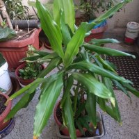 Фикус бенджамин шарен 150 см, снимка 3 - Градински цветя и растения - 35502259