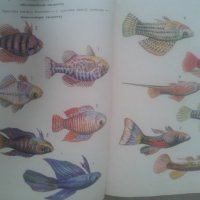 аквариуми и всички за тях рибки и растения, снимка 3 - Аквариуми - 44182696