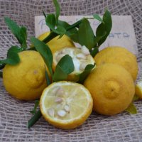 Poncirus trifoliata / Див лимон, снимка 2 - Разсади - 37305243