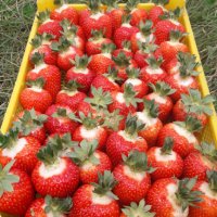 продавам расад ягоди и малини, снимка 12 - Сортови семена и луковици - 30693493