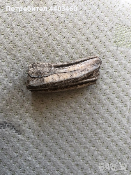 Фосил / вкаменен зъб на степен бизон, снимка 1