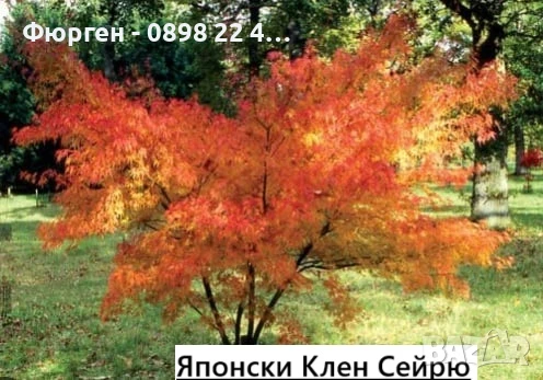 Японски клен - Ацер - Acer palmatum 'Seiryu', снимка 1