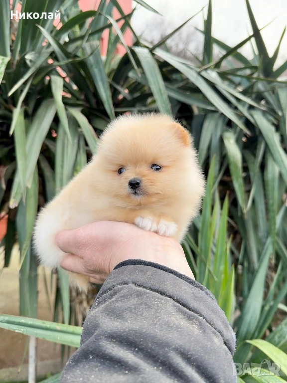 Померан мини момиче. Померанче, снимка 1