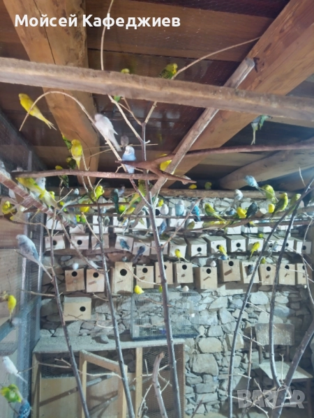 Продавам Вълнисти папагали , снимка 1