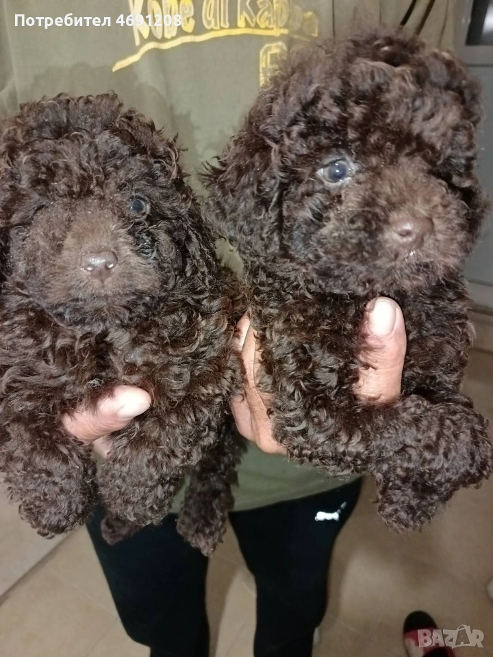 Пудел мини шоколад момче, снимка 1