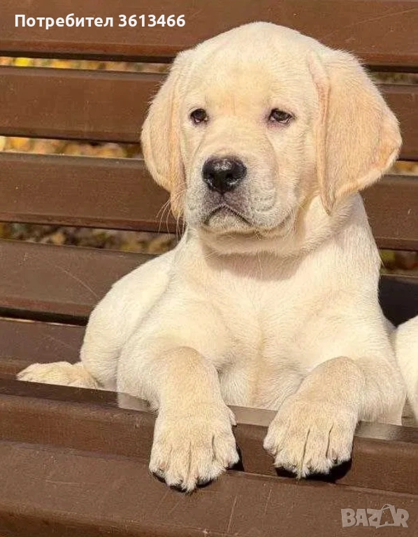 Чистокръвни Лабрадор ретривърна 3месеца вс.ваксини , снимка 1
