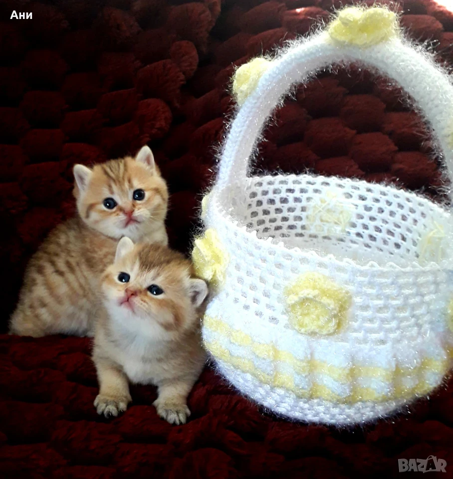 Топ Цена.Уникални Котенца  , снимка 1