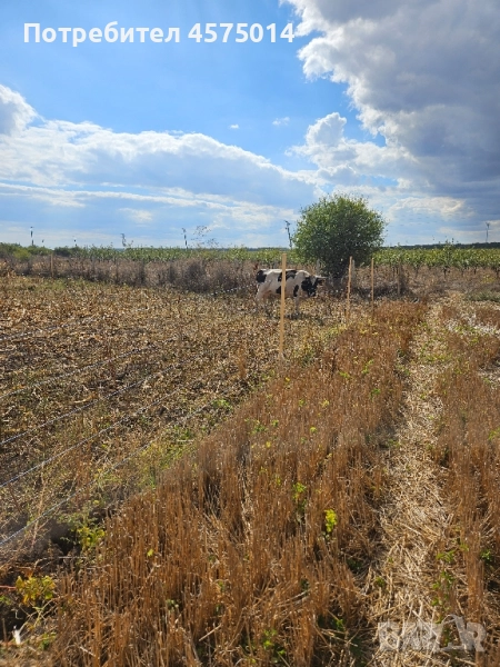 Продавам крави, снимка 1