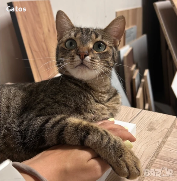 Пухи, котка за осиновяване, снимка 1