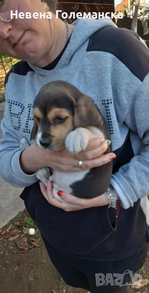 Продавам Бигълче, снимка 1