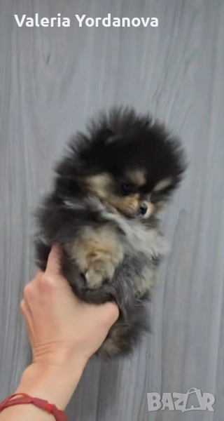 Мини Померан , снимка 1
