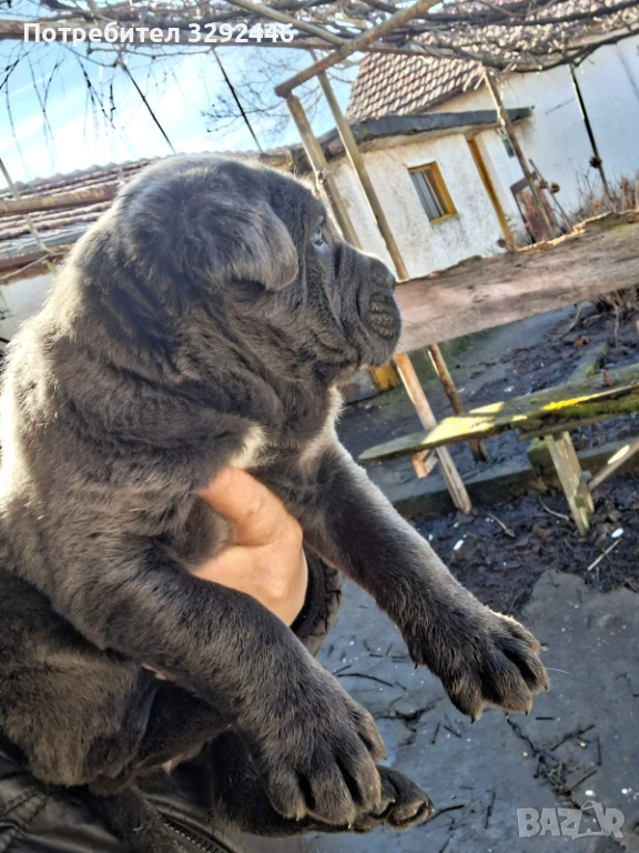 сладурче , снимка 1