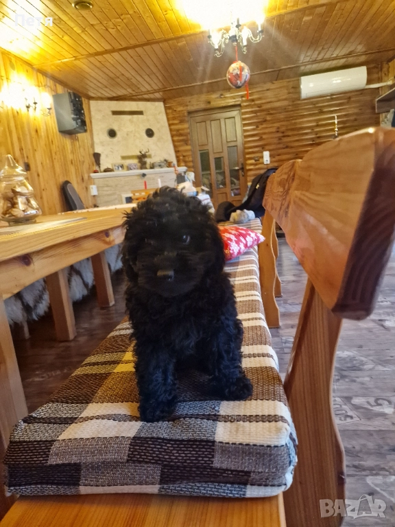 Пудел мини момиче , снимка 1