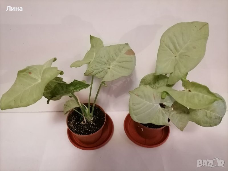 Сингониум милк конфети/Syngonium Milk Confetti, снимка 1