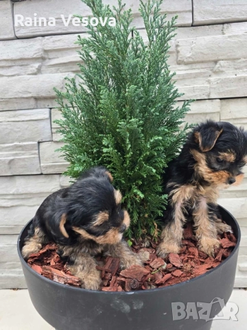 мини йоркширски териер, снимка 3 - Йоркширски териер - 52193923