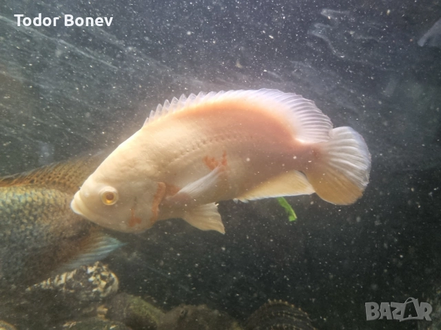 продавам астронатус , снимка 4 - Рибки - 52821475