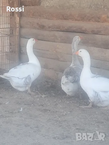 Гъсок с две гъски , снимка 3 - Патици и гъски - 56295723