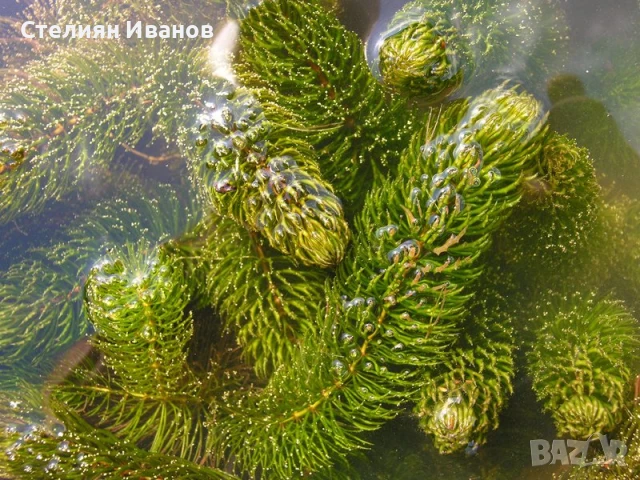 Роголистник (Ceratophyllum demersum)