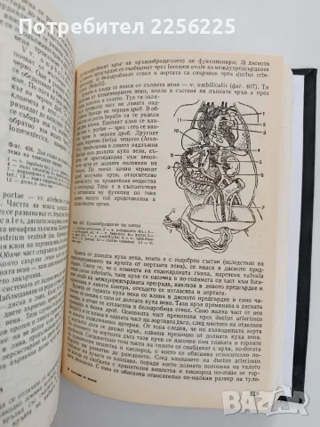 Анатомия на човека, снимка 2 - Специализирана литература - 55812032