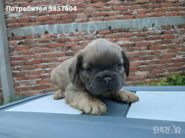 Син фаун Флъфи френски булдог , снимка 4 - Английски булдог - 55508630