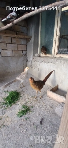 двойки червено златни и жълто златни фазани , снимка 6 - други­ - 52204680