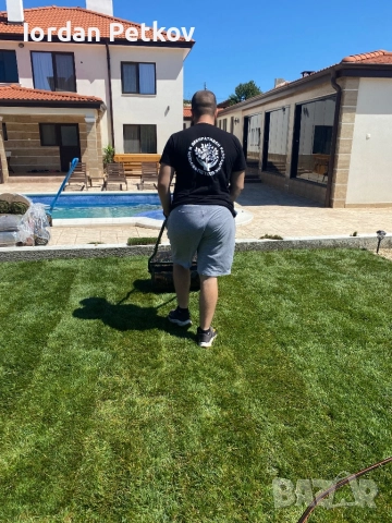 Тревен чим , снимка 9 - Градински цветя и растения - 51528828