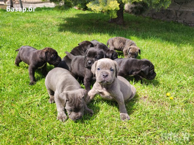 Кане Корсо за разплод , снимка 4 - Кане корсо - 37762766