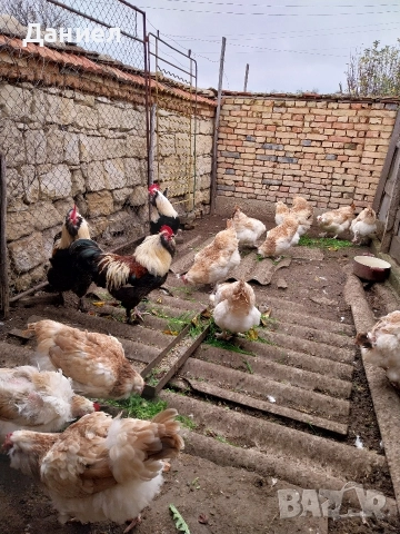 Фаверол, снимка 10 - Други животни - 50275579