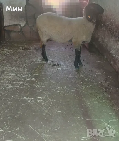 Плевенска шилка