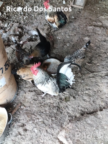 Джинки, снимка 12 - други­ - 52022056