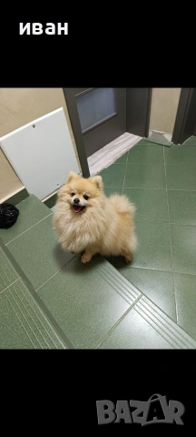 померан момче 