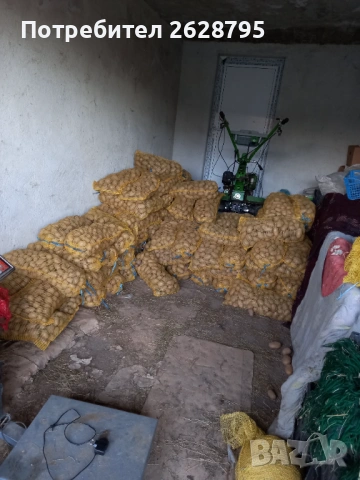 Картофи за семе и консумация, Родопски картофи, снимка 7 - Хранителни добавки - 54196858