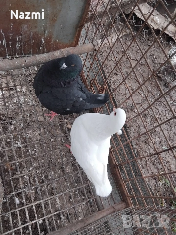 продавам гълъби , снимка 12 - Гълъби - 53939048