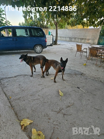 Белгийски овчарки-Малиноа , снимка 9 - Други - 52341802