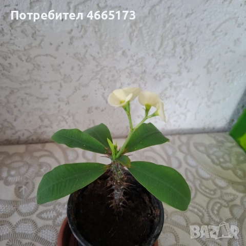 Стайно Цвете Исусов Венец, снимка 3 - Стайни растения - 54111064