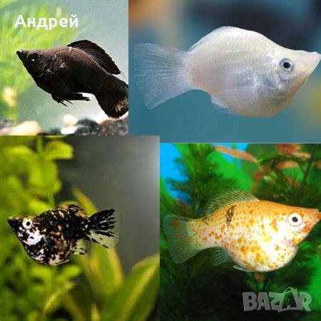 Молинезия балон и Молинезия Велифера, снимка 3 - Рибки - 51512891