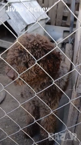 Лагото , снимка 3 - Други - 52663224