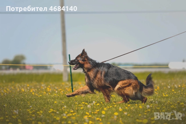 Немска овчарка с дълъг косъм с родословие , снимка 9 - Немска овчарка - 52807212