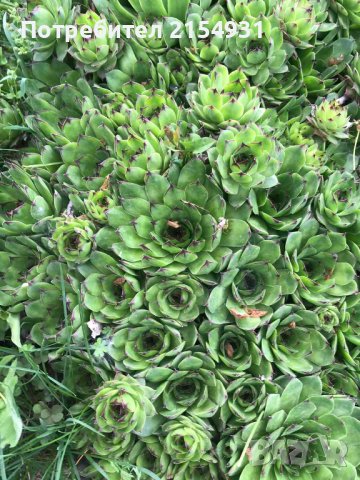 Сукуленти / Дебелец / Алпийска роза, снимка 12 - Градински цветя и растения - 36621042