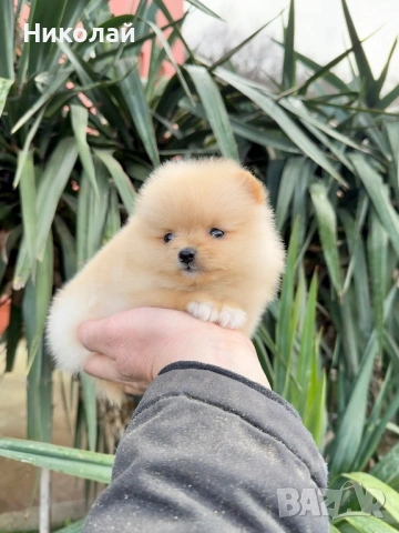Померан мини момиче. Померанче