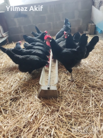  Яйца от черен Легхорн, снимка 6 - Кокошки и пуйки - 53107441