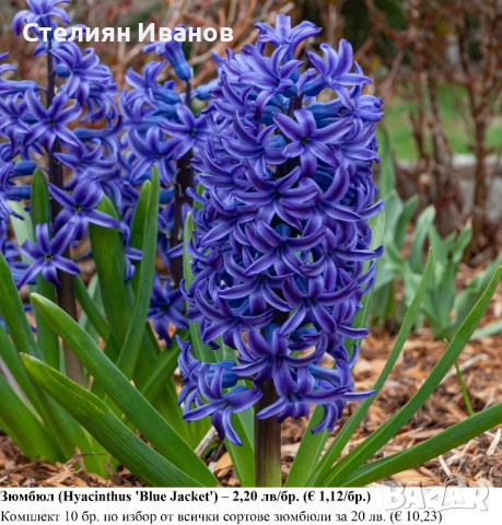 СОРТОВИ ЗЮМБЮЛИ - ЛУКОВИЦИ, снимка 8 - Сортови семена и луковици - 52372807